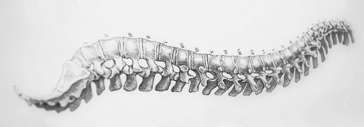 Chiropractic Lancaster PA Spine Drawing Grey spine drawing.